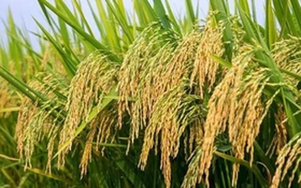 Nghiên cứu cải tiến giống lúa về vi chất dinh dưỡng bằng công nghệ sinh học